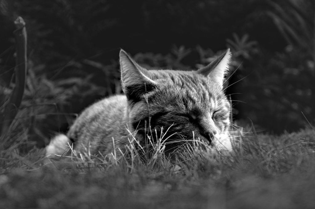 Unlock Better Rest: Easy Sleep Hacks for Beginners to Transform Your Nights